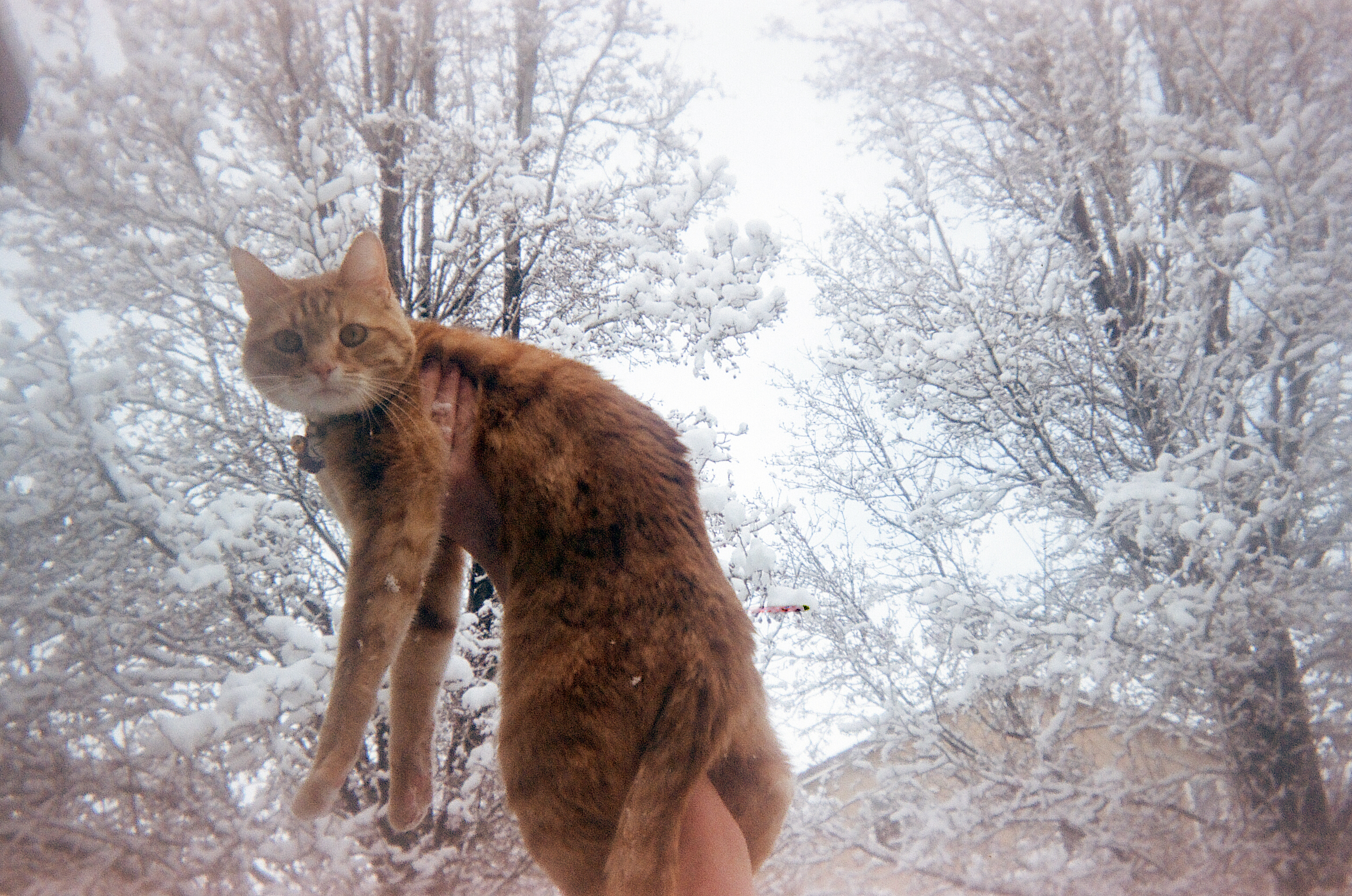 A skinny orange tabby cat being held up in front of a background of snowy trees.