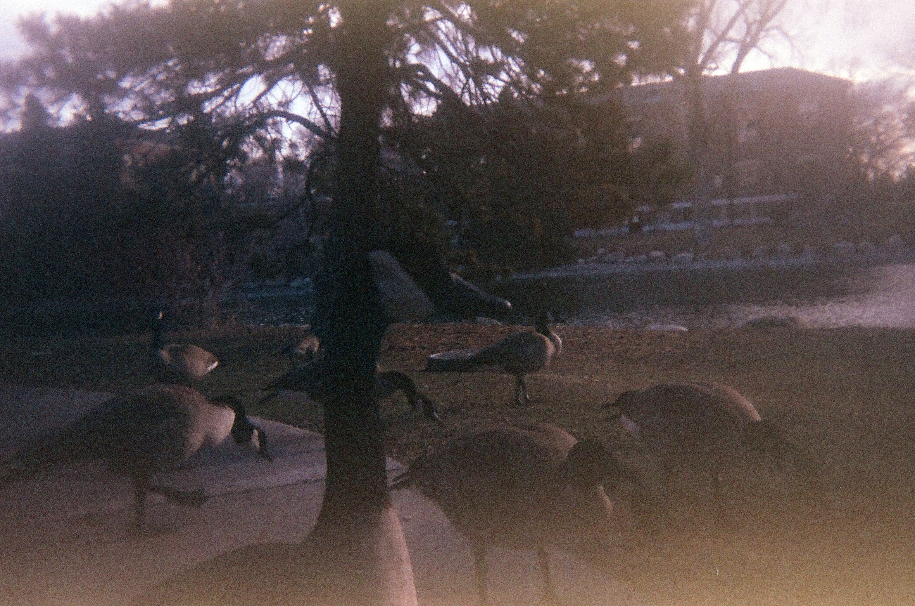 Several geese stand around one goose in center frame looking to the right. The photo is dim and foggy due to film ageing.