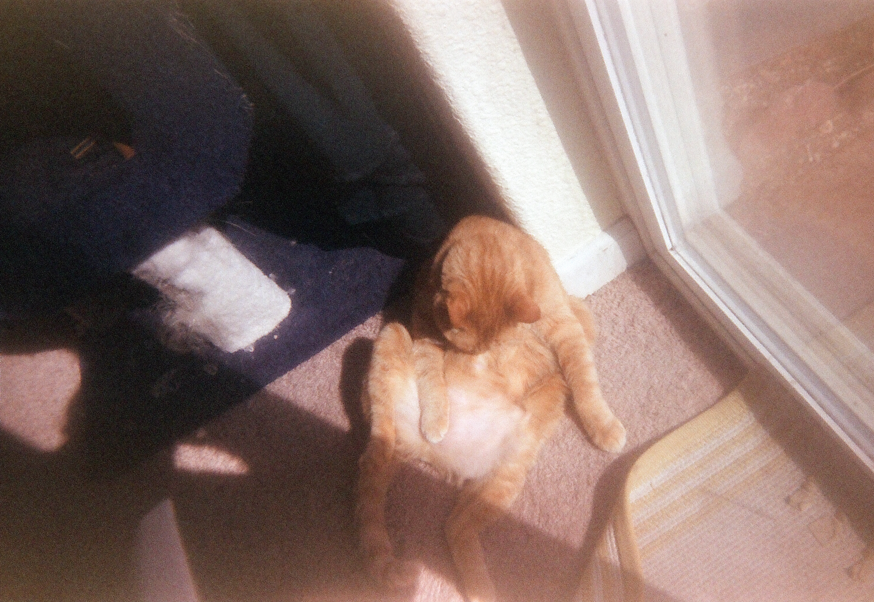 A fat orange tabby leans over herself to lick her stomach.